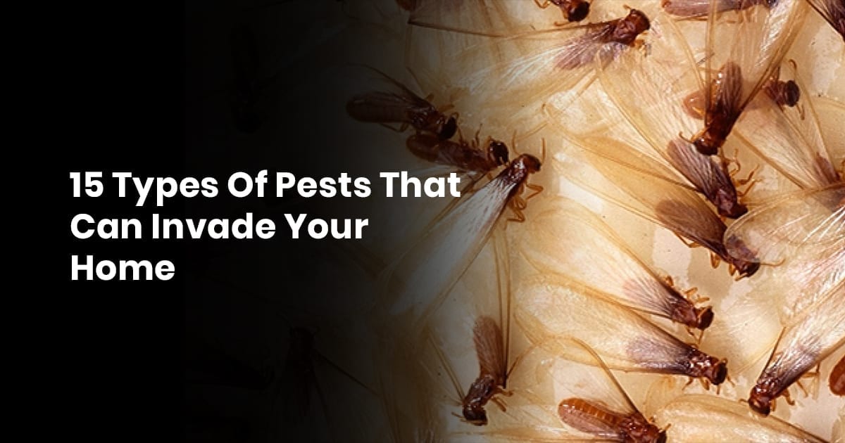 15 Types Of Pests That Can Invade Your Home