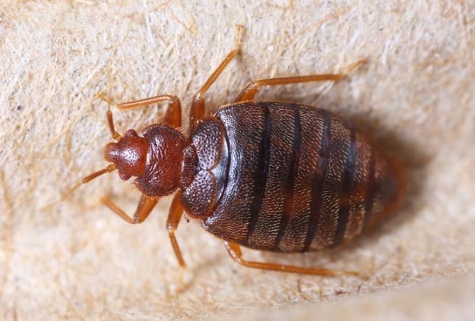 Close Up Bed Bug