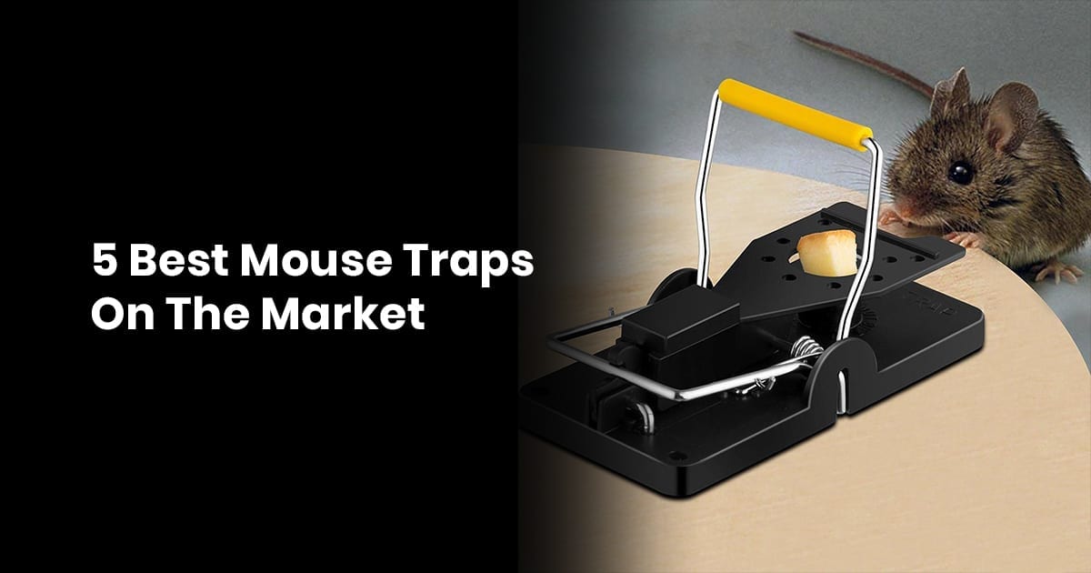 5 Best Mouse Traps On The Market