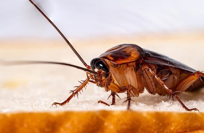 Cockroach On Carpet