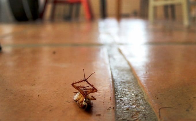 Cockroach On The Ground