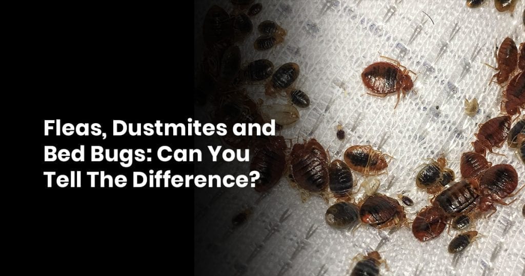 Fleas, Dust Mites And Bed Bugs: Can You Tell The Difference?