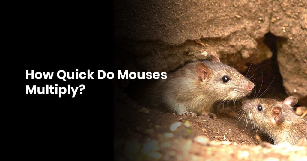 How Quickly Do Mouses Multiply?