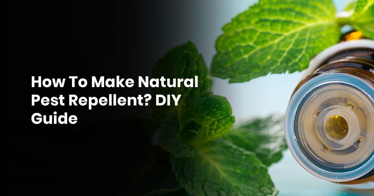 How To Make Natural Pest Repellent? DIY Guide