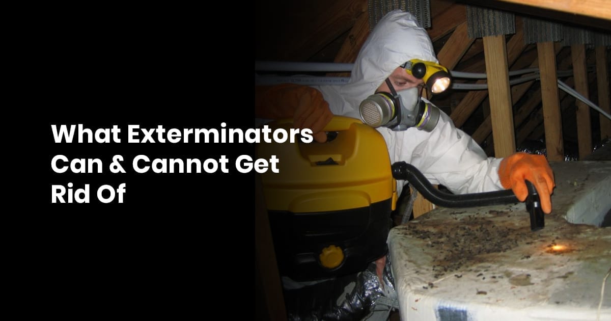 What Exterminators Can & Cannot Get Rid Of